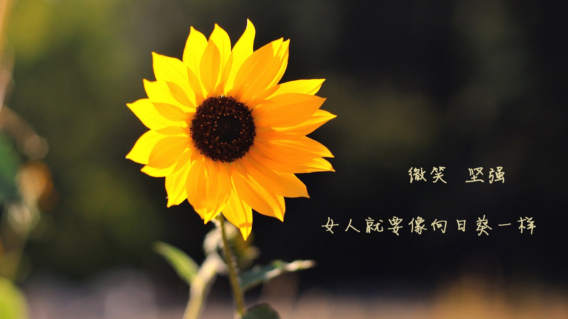 绿茵油门,当努涅斯在摩纳哥赛道接管F1争冠战