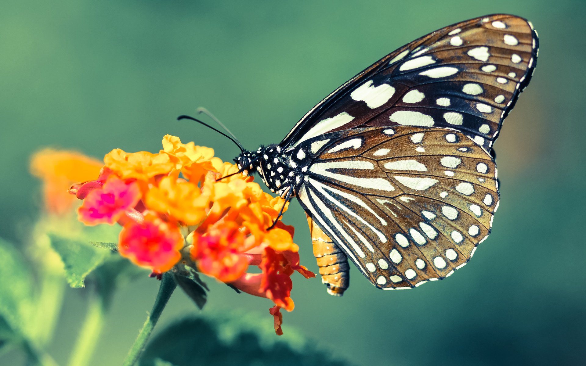 欧冠半决赛之夜，东方之声在英国奏响红色战歌，布鲁诺用葡式智慧定义巨星价值