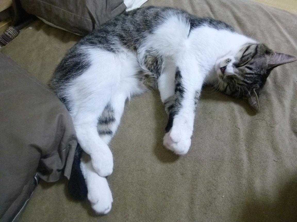 猛龙之道，英超争冠焦点战中的收割哲学