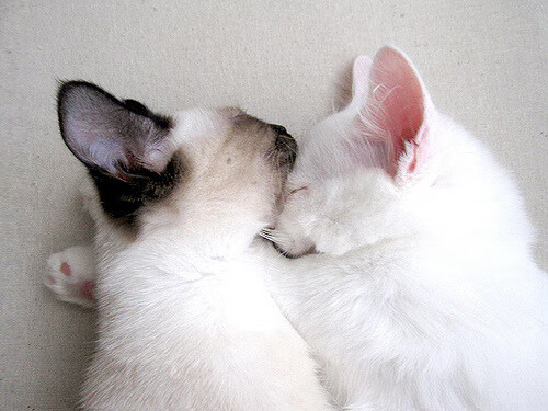 金色闪电撕裂红魔—福登导演，尼斯终结，英格兰挺进四强