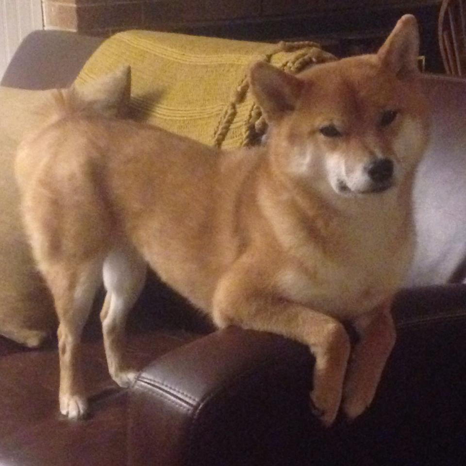 极速风暴与巨兽苏醒，两种胜利法则的隔空对话