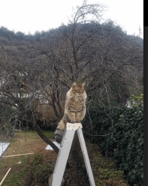 锁链之名，拉文如何用古老的防守哲学，焊死了勇士的命门