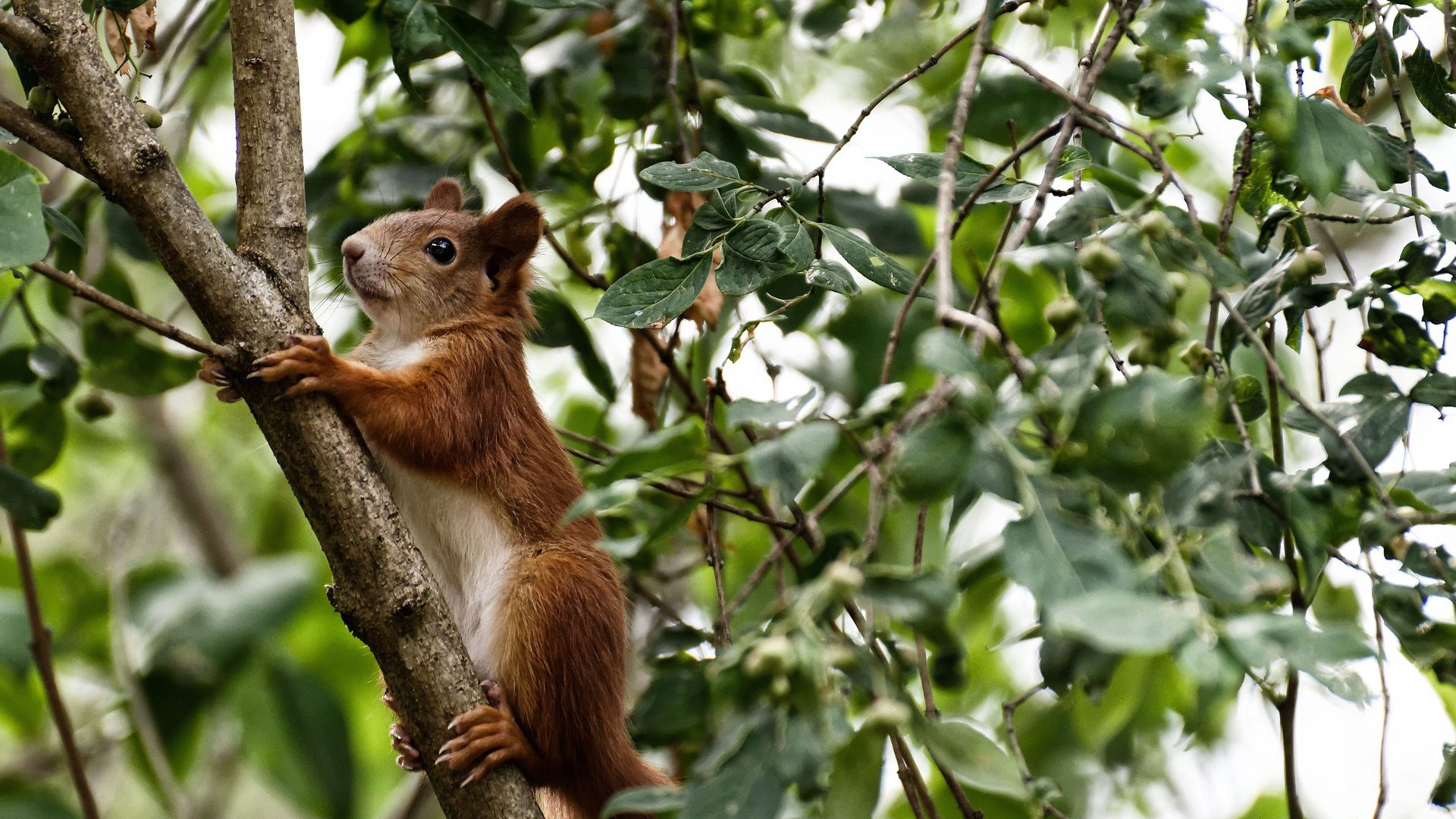 哈利伯顿43分超神之夜，却成老鹰单节狂飙下的悲情注脚