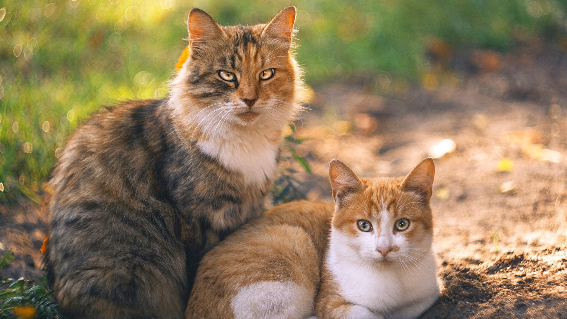 冰与火之歌，当阿根廷的战术冰刃刺穿沙特，东决的火焰正为谁燃烧？