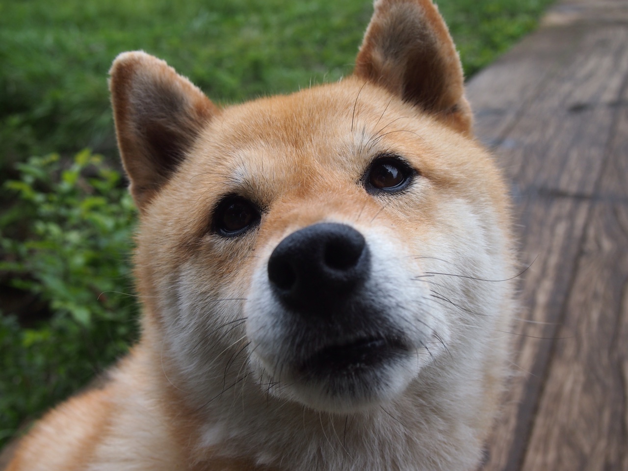 不止是引擎，更是点燃夜空的那颗星，门迪燃爆赛场，摩纳哥稳稳驶向胜利