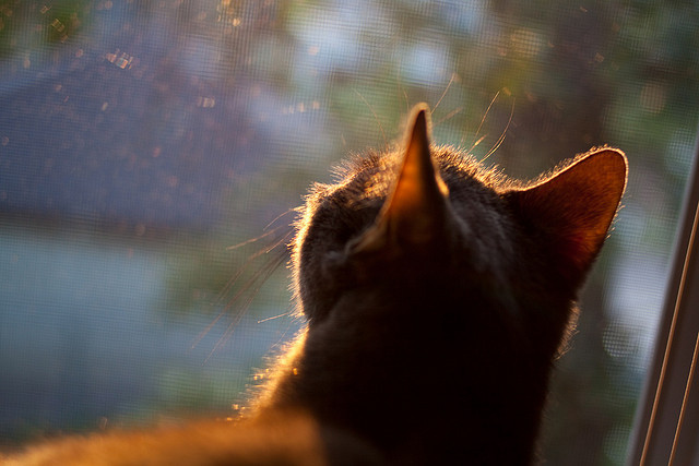 猛龙以燎原之势压制国王，英格拉姆独木亦成林