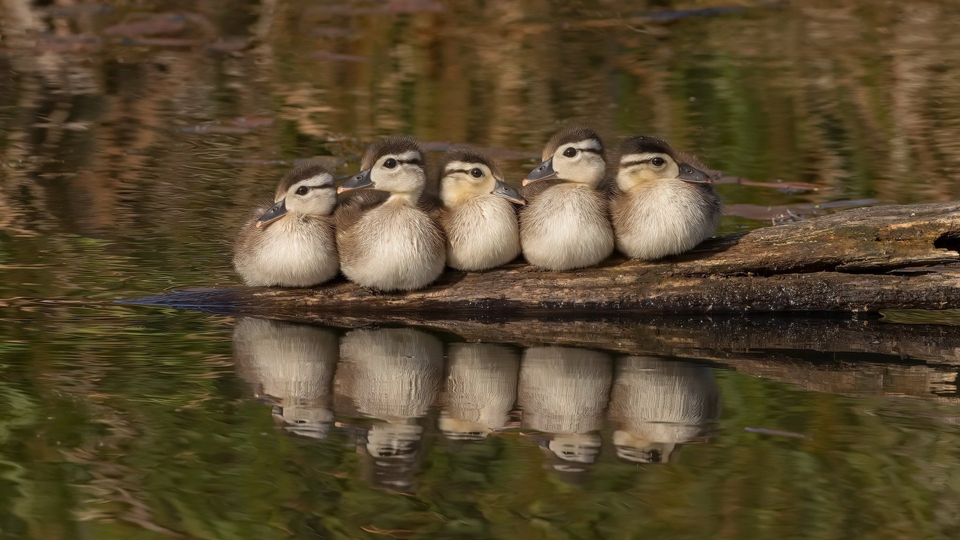 从维京战吼到现代绝杀，阿劳霍的传承与瑞典足球的胜利时刻